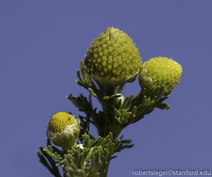 pineappleweed